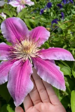 Sugar Candy Clematis - 1 Gallon Pot