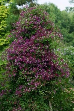 Sweet Summer Love Clematis - 1 Gallon Pot -Home Bloom Garden clematis sweet summer love 4