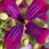 Sweet Summer Love Clematis - 1 Gallon Pot -Home Bloom Garden clematis sweet summer love 6