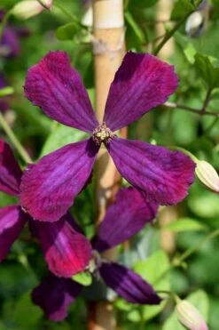 Sweet Summer Love Clematis - 1 Gallon Pot -Home Bloom Garden clematis sweet summer love 7