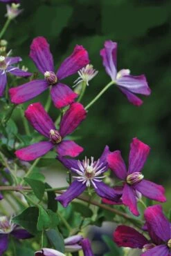 Sweet Summer Love Clematis - 1 Gallon Pot -Home Bloom Garden clematis sweet summer love 8