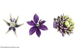 Taiga Clematis - 2 Gallon Pot -Home Bloom Garden clematis taiga 24 2