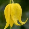 Tangutica Yellow Clematis - 1 Gallon Pot 1 Tangutica Yellow Clematis - 1 Gallon Pot -Home Bloom Garden clematis tanguitica 6
