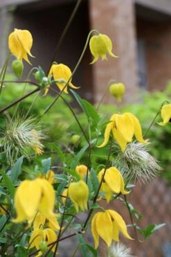 Tangutica Yellow Clematis - 1 Gallon Pot -Home Bloom Garden clematis tangutica 1