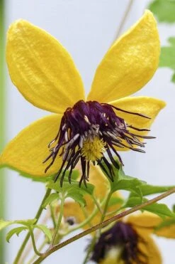 Tangutica Yellow Clematis - 1 Gallon Pot -Home Bloom Garden clematis tangutica 2