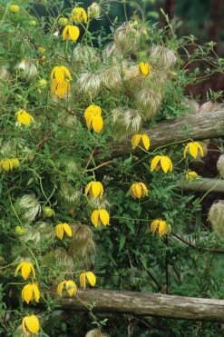 Tangutica Yellow Clematis - 1 Gallon Pot -Home Bloom Garden clematis tangutica 4