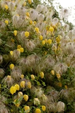 Tangutica Yellow Clematis - 1 Gallon Pot -Home Bloom Garden clematis tangutica flowers and seedheads