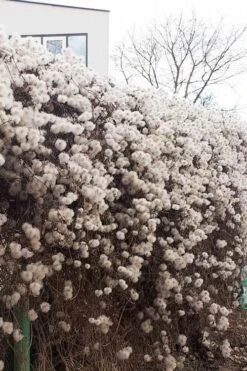 Tangutica Yellow Clematis - 1 Gallon Pot -Home Bloom Garden clematis tangutica seedheads winter