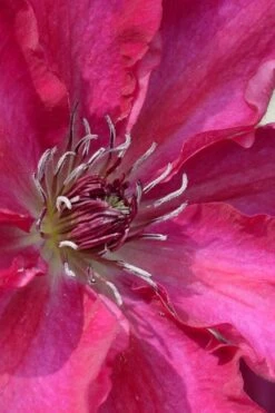 Garland Tekla Clematis - 1 Gallon Pot -Home Bloom Garden clematis tekla 1