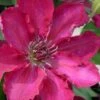 Garland Tekla Clematis - 1 Gallon Pot -Home Bloom Garden clematis tekla 2