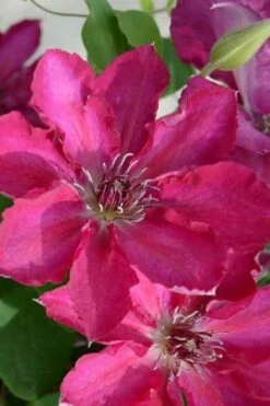 Garland Tekla Clematis - 1 Gallon Pot -Home Bloom Garden clematis tekla 3