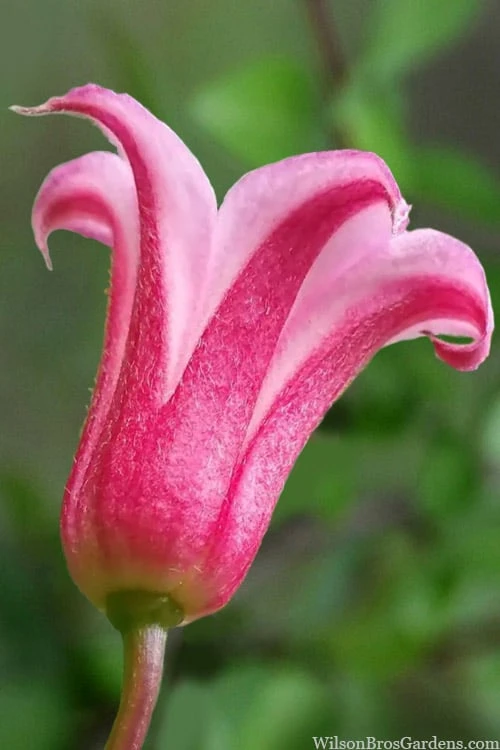 Duchess Of Albany Clematis - 1 Gallon Pot 3 Duchess Of Albany Clematis - 1 Gallon Pot