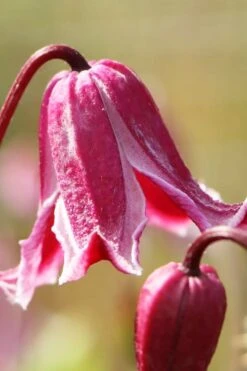 Etioile Rose Clematis - 1 Gallon Pot -Home Bloom Garden clematis texensis etoile rose 1