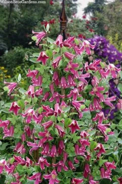Etioile Rose Clematis - 1 Gallon Pot -Home Bloom Garden clematis texensis etoile rose 4