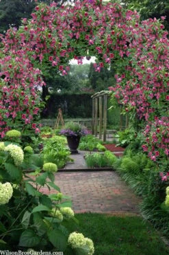 Etioile Rose Clematis - 1 Gallon Pot -Home Bloom Garden clematis texensis etoile rose 5