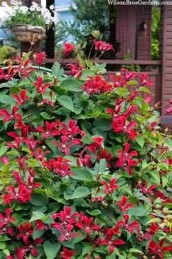 Gravetye Beauty Clematis - 1 Gallon Pot 12 Gravetye Beauty Clematis - 1 Gallon Pot -Home Bloom Garden clematis texensis gravetye beauty 10