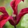 Gravetye Beauty Clematis - 1 Gallon Pot -Home Bloom Garden clematis texensis gravetye beauty 2