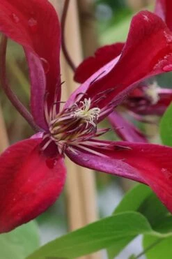Gravetye Beauty Clematis - 1 Gallon Pot 16 Gravetye Beauty Clematis - 1 Gallon Pot -Home Bloom Garden clematis texensis gravetye beauty 6