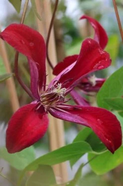 Gravetye Beauty Clematis - 1 Gallon Pot 15 Gravetye Beauty Clematis - 1 Gallon Pot -Home Bloom Garden clematis texensis gravetye beauty 7