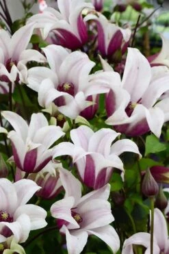 Princess Kate Clematis - 1 Gallon Pot -Home Bloom Garden clematis texensis princess kate 14