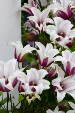 Princess Kate Clematis - 1 Gallon Pot -Home Bloom Garden clematis texensis princess kate 15