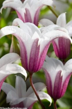 Princess Kate Clematis - 1 Gallon Pot -Home Bloom Garden clematis texensis princess kate 23