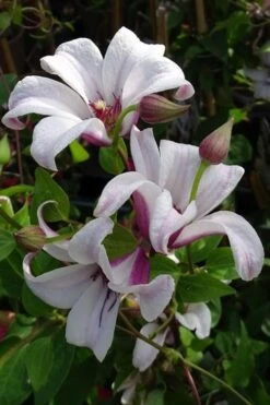 Princess Kate Clematis - 1 Gallon Pot -Home Bloom Garden clematis texensis princess kate 5