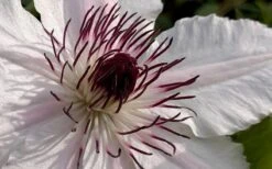 The Countess Of Wessex Clematis - 1 Gallon Pot -Home Bloom Garden clematis the countess of wessex 1
