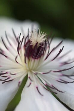The Countess Of Wessex Clematis - 1 Gallon Pot -Home Bloom Garden clematis the countess of wessex 4