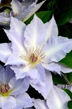 Tranquilite Clematis - 1 Gallon Pot -Home Bloom Garden clematis tranquilete 3