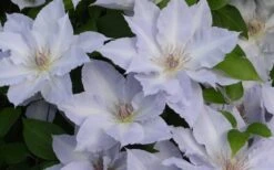Tranquilite Clematis - 1 Gallon Pot -Home Bloom Garden clematis tranquilete 4