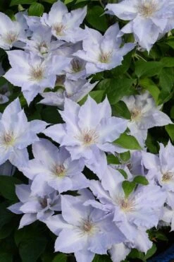 Tranquilite Clematis - 1 Gallon Pot -Home Bloom Garden clematis tranquilite 11