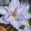 Tranquilite Clematis - 1 Gallon Pot -Home Bloom Garden clematis tranquilite 12