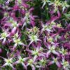 Rubromarginata Fragrant Clematis - 1 Gallon Pot -Home Bloom Garden clematis triternata rubromarginata 4