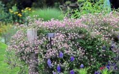 Rubromarginata Fragrant Clematis - 1 Gallon Pot 16 Rubromarginata Fragrant Clematis - 1 Gallon Pot -Home Bloom Garden clematis triternata rubromarginata 6