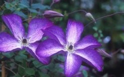 Venosa Violacea Clematis - 1 Gallon Pot -Home Bloom Garden clematis venosa violacea 1