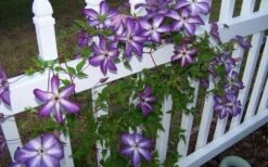 Venosa Violacea Clematis - 1 Gallon Pot -Home Bloom Garden clematis venosa violacea 4