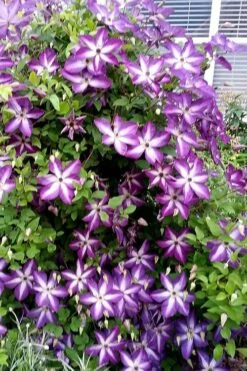 Venosa Violacea Clematis - 1 Gallon Pot -Home Bloom Garden clematis venosa violacea 5