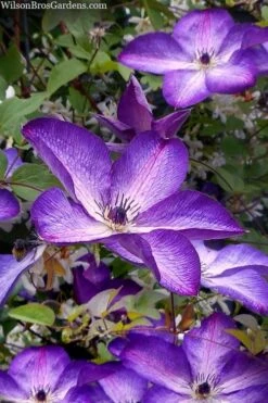 Venosa Violacea Clematis - 1 Gallon Pot -Home Bloom Garden clematis venosa violacea 7