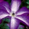 Venosa Violacea Clematis - 1 Gallon Pot -Home Bloom Garden clematis venosa violacea 8