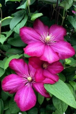 Ville De Lyon Clematis - 1 Gallon Pot -Home Bloom Garden clematis ville de lyon 13