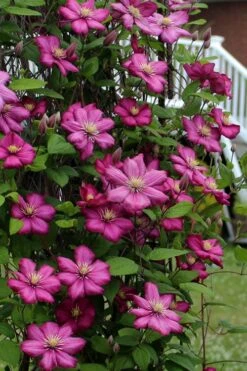 Ville De Lyon Clematis - 1 Gallon Pot -Home Bloom Garden clematis ville de lyon 2