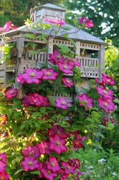 Ville De Lyon Clematis - 1 Gallon Pot -Home Bloom Garden clematis ville de lyon 7