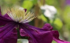 Warsaw Nike Clematis - 1 Gallon Pot -Home Bloom Garden clematis warsaw nike 10