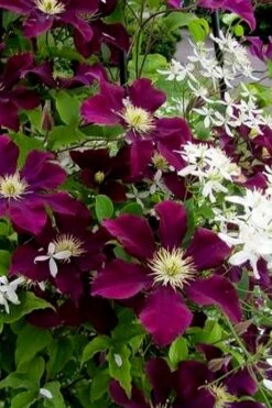 Warsaw Nike Clematis - 1 Gallon Pot -Home Bloom Garden clematis warsaw nike 11