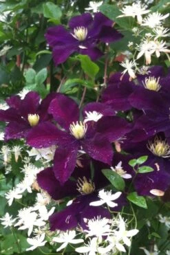 Warsaw Nike Clematis - 1 Gallon Pot -Home Bloom Garden clematis warsaw nike 12