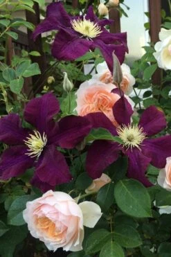 Warsaw Nike Clematis - 1 Gallon Pot -Home Bloom Garden clematis warsaw nike 13