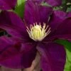 Warsaw Nike Clematis - 1 Gallon Pot -Home Bloom Garden clematis warsaw nike 15