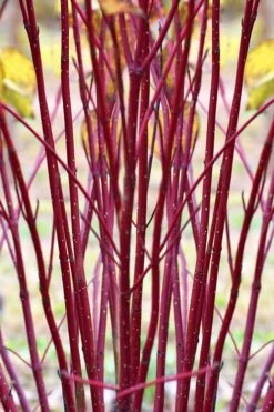 Arctic Fire Red Twig Dogwood - 3 Gallon Pot 12 Arctic Fire Red Twig Dogwood - 3 Gallon Pot -Home Bloom Garden cornus sericera red osier dogwood 1