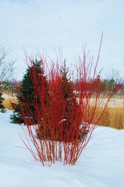 Red Osier Red Twig Dogwood (Cornus Sericea) - 2 Gallon Pot -Home Bloom Garden cornus sericera red osier dogwood 4